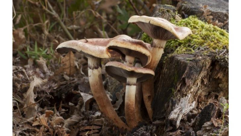 Stage jardin - Culture de champignons sur bûche